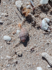 Neogastropoda