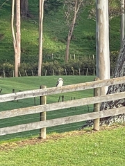 Dacelo novaeguineae novaeguineae