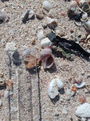 Neogastropoda