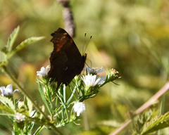 Polygonia progne