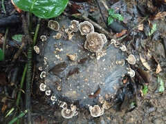 Trametes menziesii