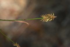 Cyperus hystricinus