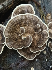 Trametes menziesii