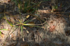 Cyperus hystricinus