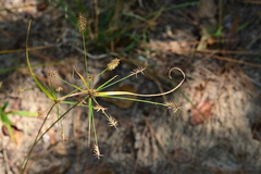 Cyperus hystricinus