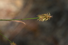 Cyperus hystricinus