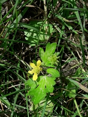 Ranunculus muricatus
