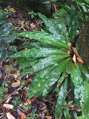 Elaphoglossum