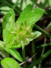 Ranunculus muricatus