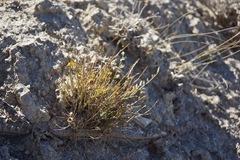 Astragalus megacarpus