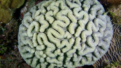 Mycetophyllia