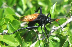 Protomydas rubidapex