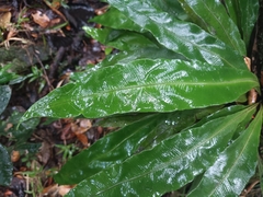 Elaphoglossum