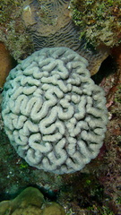 Mycetophyllia