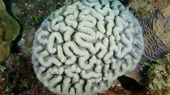 Mycetophyllia