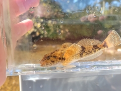 Cottus bairdii