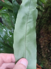 Elaphoglossum