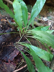 Elaphoglossum