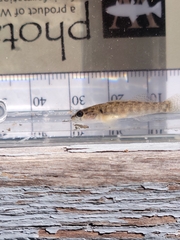 Etheostoma flabellare
