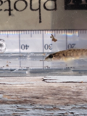 Etheostoma flabellare