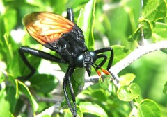 Protomydas rubidapex