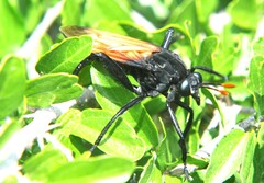 Protomydas rubidapex