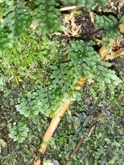 Hymenophyllaceae