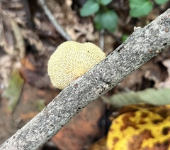 Neofavolus americanus