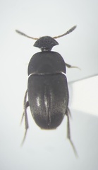Ptomaphagus