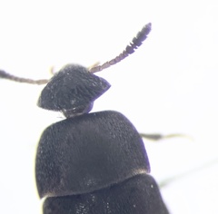 Ptomaphagus