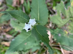 Parthenium auriculatum