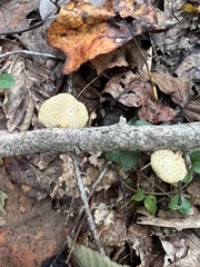 Neofavolus americanus