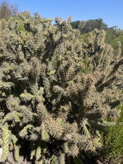 Cylindropuntia