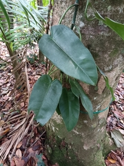 Philodendron consanguineum