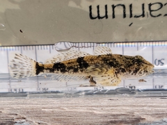Cottus bairdii