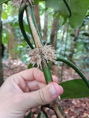 Philodendron consanguineum