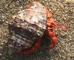 Coenobita violascens