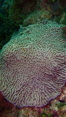 Mycetophyllia
