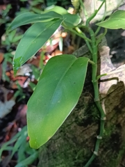 Philodendron consanguineum