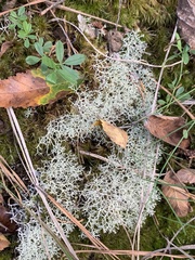 Cladonia subtenuis