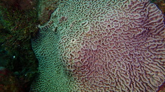Mycetophyllia