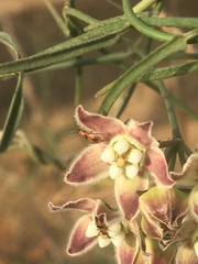 Collops quadrimaculatus