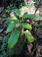 Philodendron consanguineum