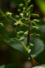 Collinsonia punctata