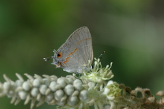 Rubroserrata mathewi