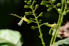 Collinsonia punctata