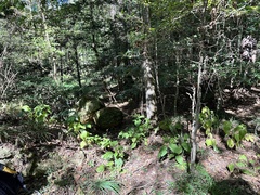 Collinsonia punctata