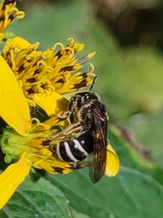 Lasioglossum