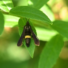Carmenta pyralidiformis