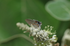 Rubroserrata mathewi